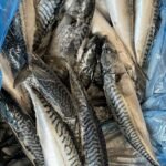 Mackerel Fish