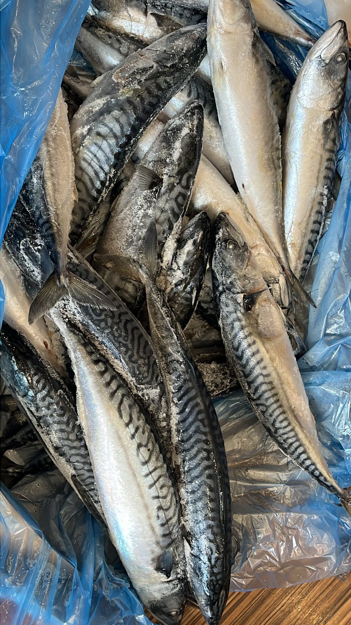 2024/12/1000769207.jpg Mackerel Fish - Image 1