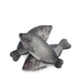 Tilapia Fish (800up)