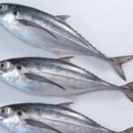 Horse Mackerel (Kote)