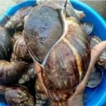Fresh Jumbo Snails - Cleaned and Descaled (3pcs)