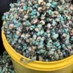 Fresh Periwinkle 100g