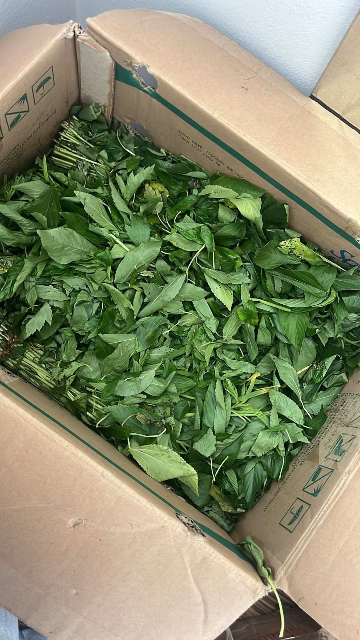 2024/12/1000809003.jpg Ewedu (naija) - Image 1