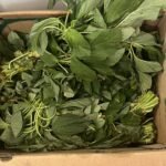 Tete/ African Spinach