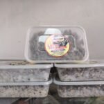 Locust Beans (Iru) – Traditional Nigerian Fermented Seasoning